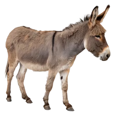 Imagen PNG para descargar